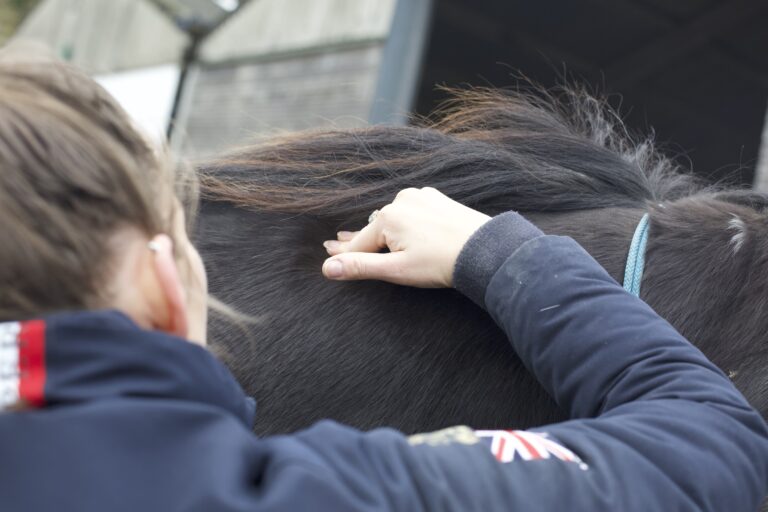 How Diet Impacts a Horse’s Muscular Health