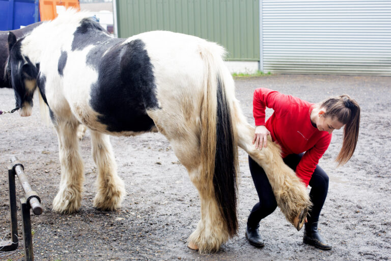 Top 5 Stretches to Improve Your Horse’s Flexibility.