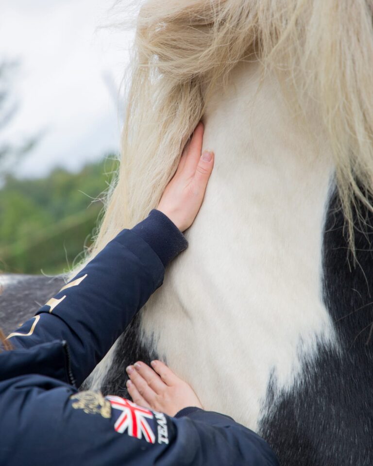 Why Regular Treatments Are Essential for Horses