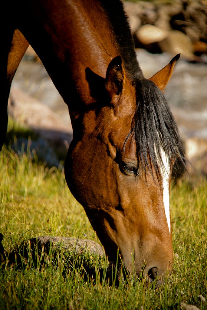 A bay horse eating grass in a sunny outdoor pasture. Animal portrait.