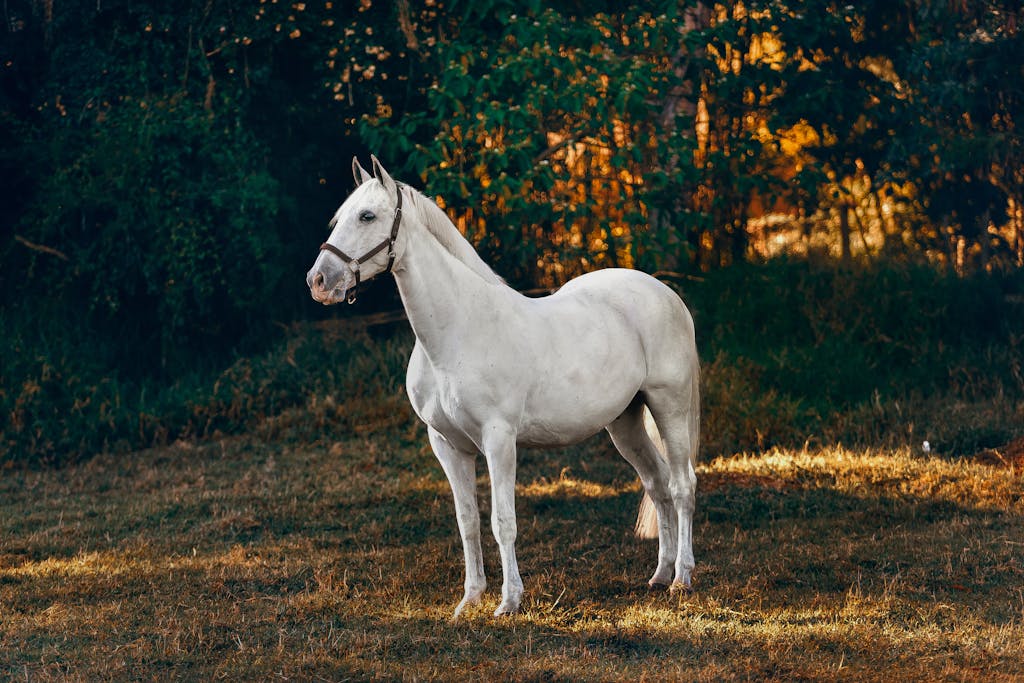 A beautiful white horse standing in a sunny countryside meadow, highlighting its grace and elegance.