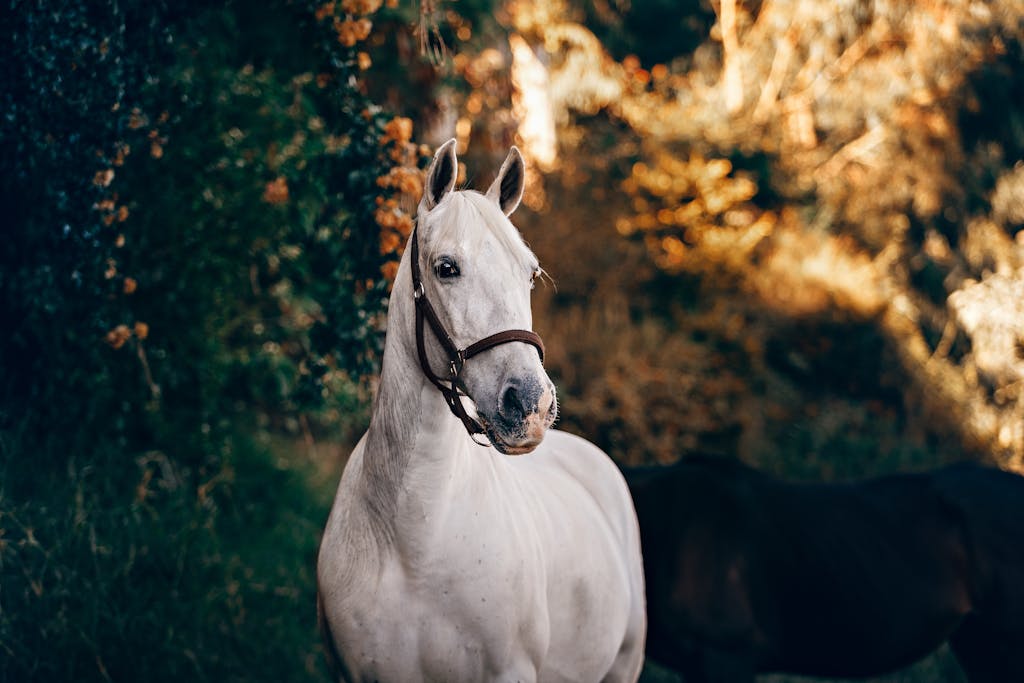 A beautiful white horse stands proudly in a sun-dappled Brazilian rural landscape.