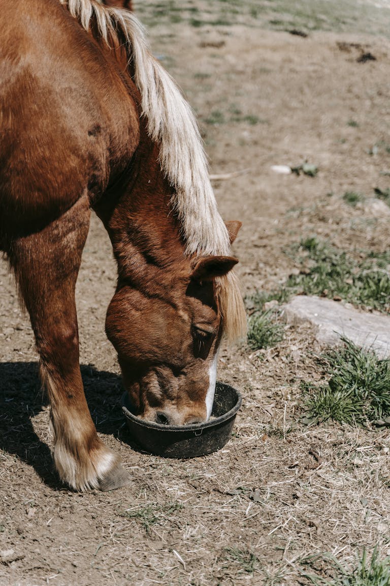 A brown horse with a white mane eating from a bowl in an outdoor pasture.