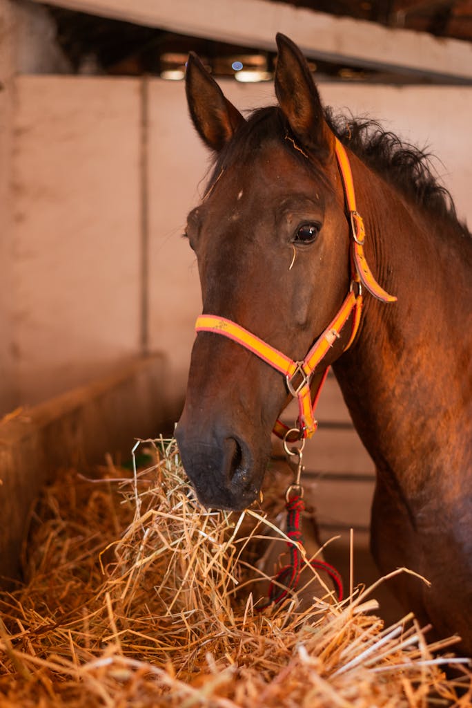 A calm chestnut horse with orange halter enjoying hay in a cozy stable.