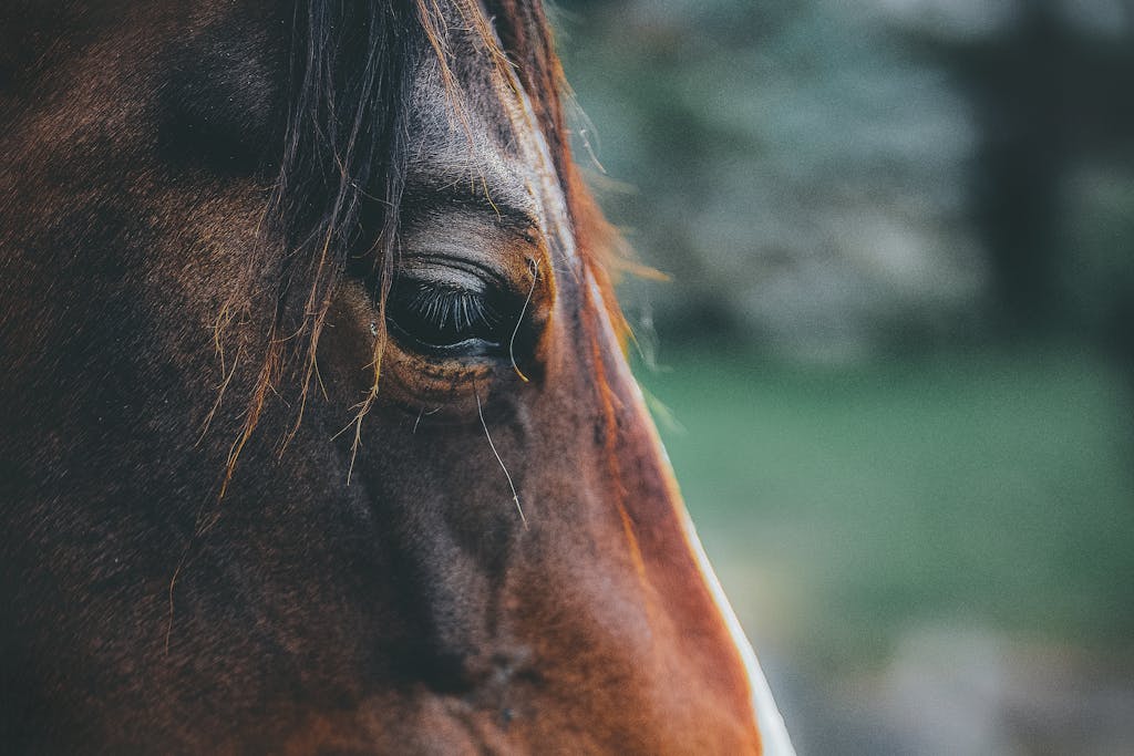 How to Spot Early Signs of Discomfort in Your Horse