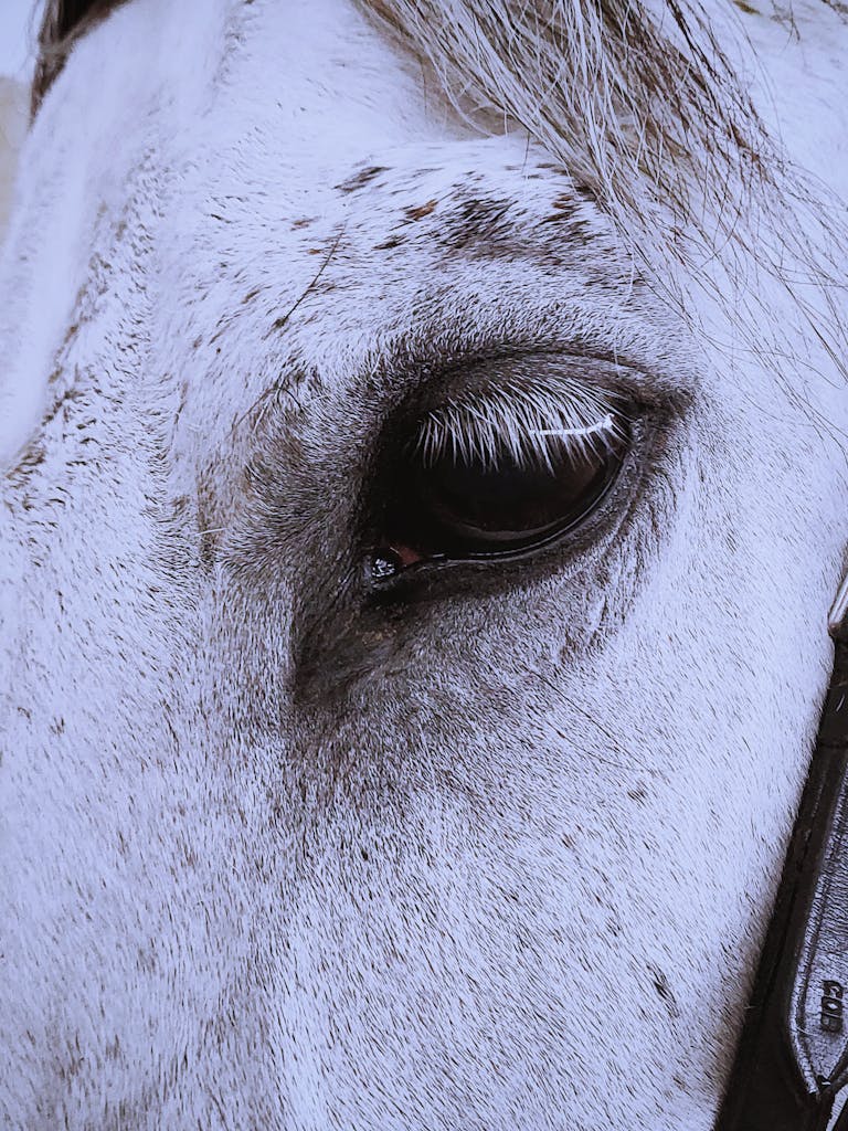 A detailed close-up of a white horse's eye showcasing its beauty and depth.