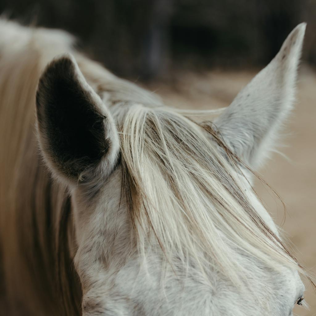 A detailed close-up view of a white horse's mane and ears, showcasing its gentle features.