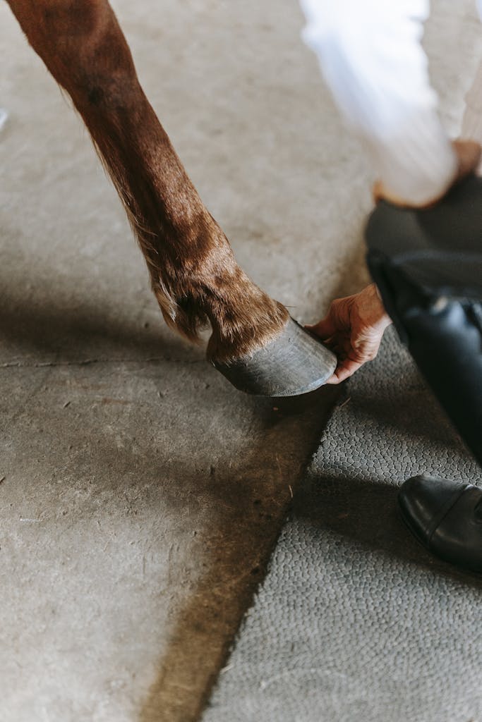 A detailed view of a horse's hoof being checked by a person in casual attire.