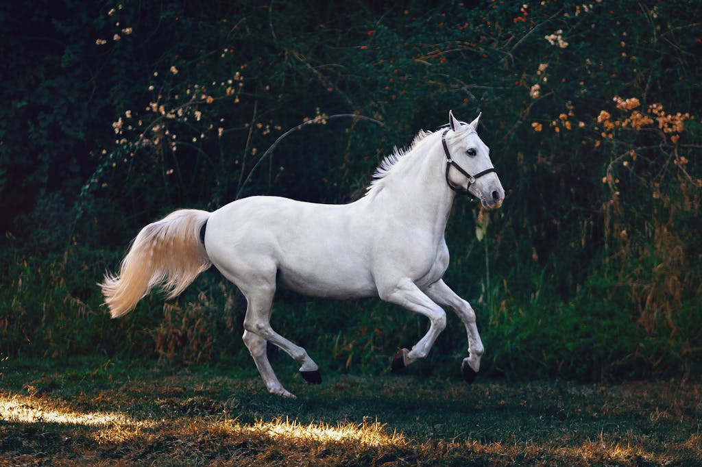 A majestic white horse gallops gracefully through a lush green landscape.