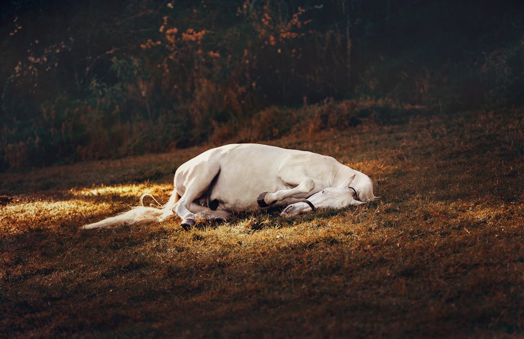 A serene scene of a white horse lying peacefully in a sunlit meadow.