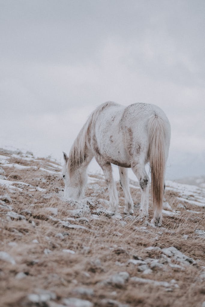 A serene white horse grazing in a snowy rural landscape, showcasing natural beauty and tranquility.