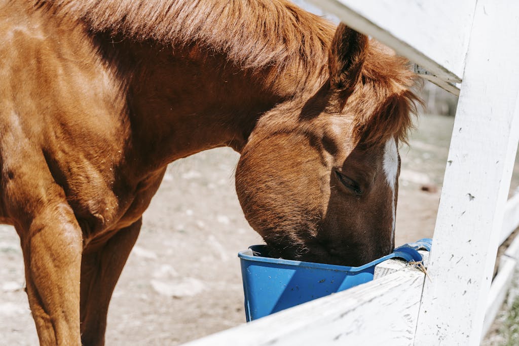 Close-up of a brown horse eating from a blue bucket outdoors on a farm.