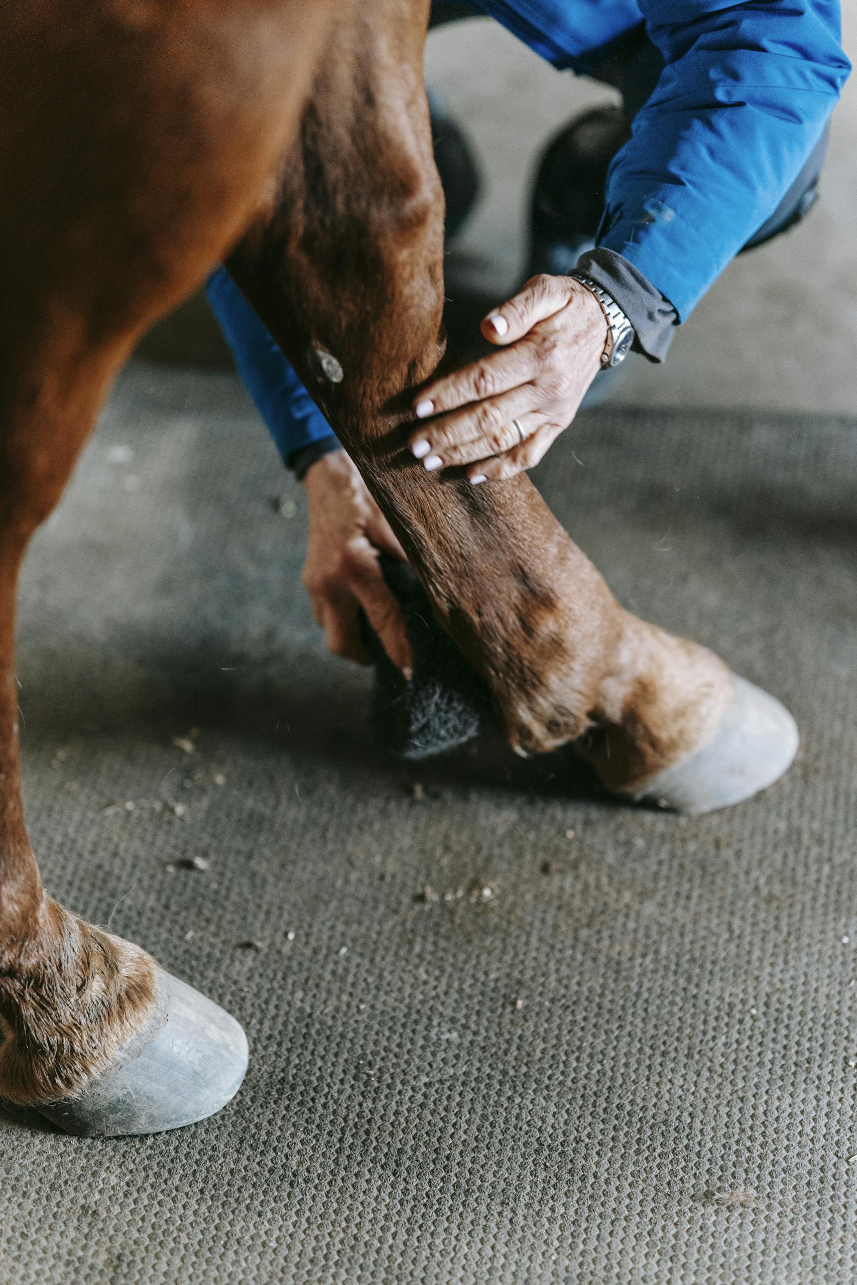 Chronic conditions in horses can often feel like an insurmountable challenge. These long-term issues, whether they stem from injuries, degenerative diseases, or age-related changes, require a thoughtful and sustained approach to care. Rehabilitation plays a pivotal role in managing these conditions, offering a pathway to improved quality of life, enhanced mobility, and reduced discomfort.