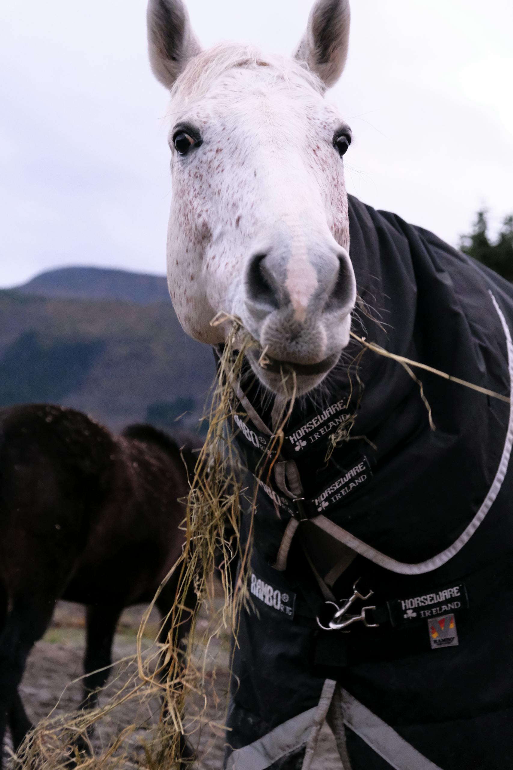 Close-up of a white horse grazing in a rural field in Volda, Norway.