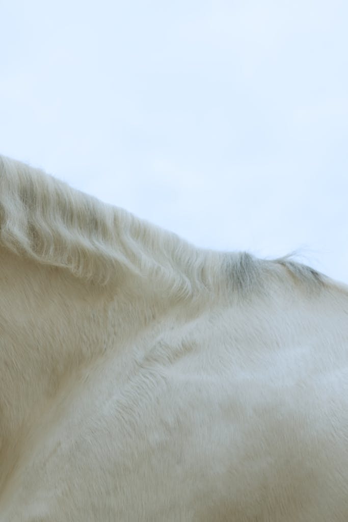 Close-up of a white horse's side with mane against a serene sky. Perfect for animal and nature themes.