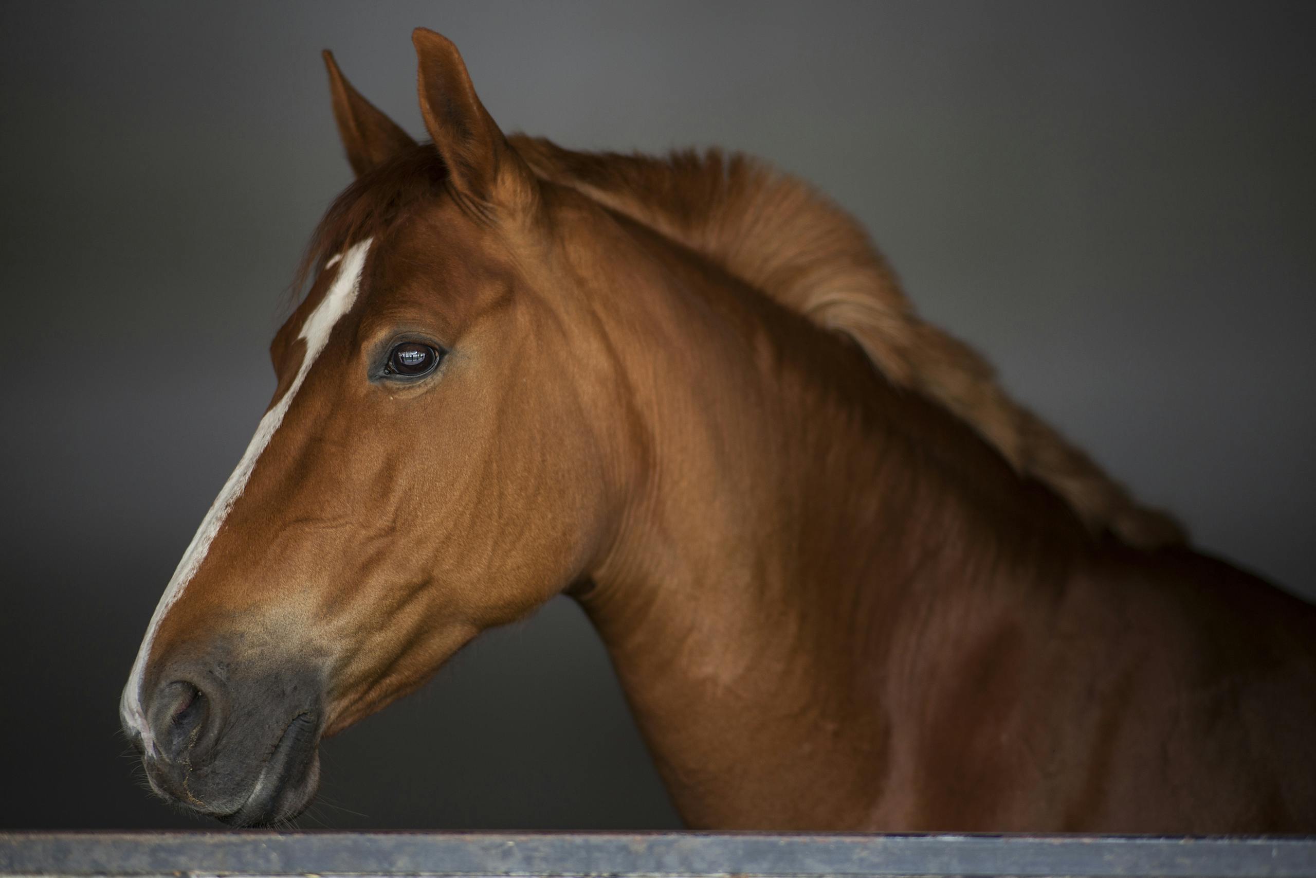 How to Spot Early Signs of Discomfort in Your Horse