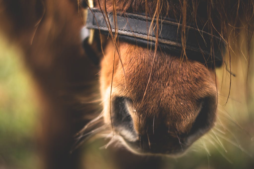 How to Spot Early Signs of Discomfort in Your Horse