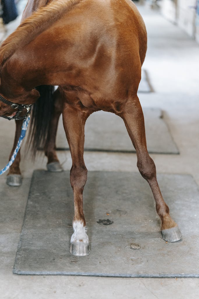 Detailed shot of a brown horse's legs and hooves highlighting the texture of the coat.