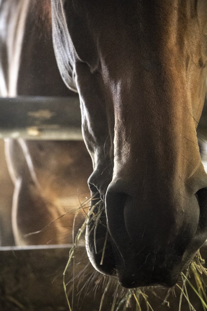 A detailed close-up of a horse's nose as it eats hay in a stable, showcasing equine features.