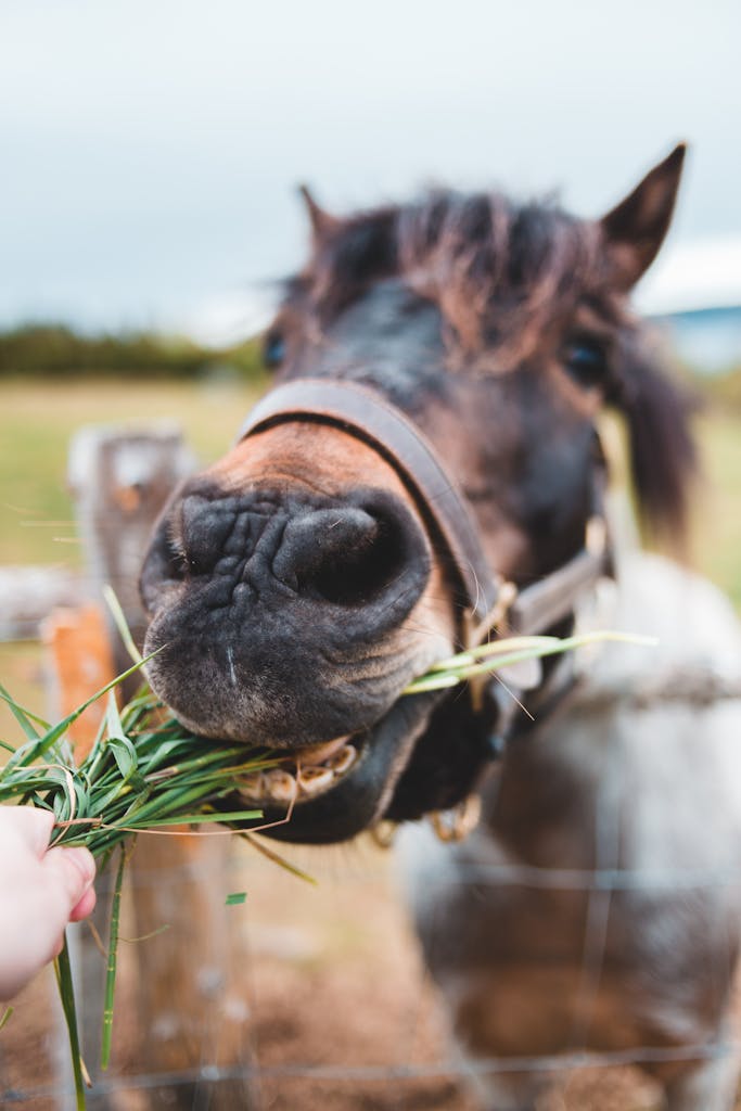 A horse being fed grass through a fence in a rural farm setting.