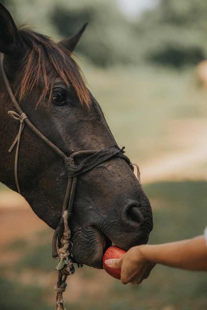 A horse with a rope harness eats an apple offered by a hand in an outdoor setting in Rio de Janeiro.