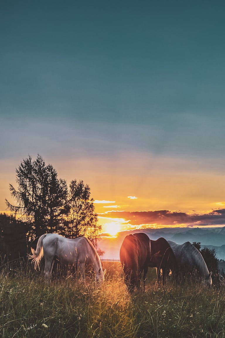 Peaceful scene of horses grazing in a field at sunset. Perfect for nature lovers.